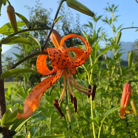 Sweet Bee * Bovec