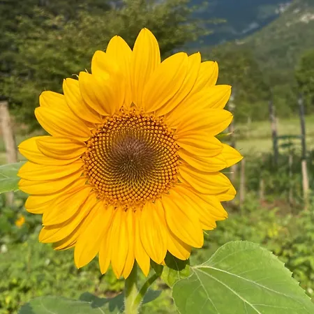 Sweet Bee